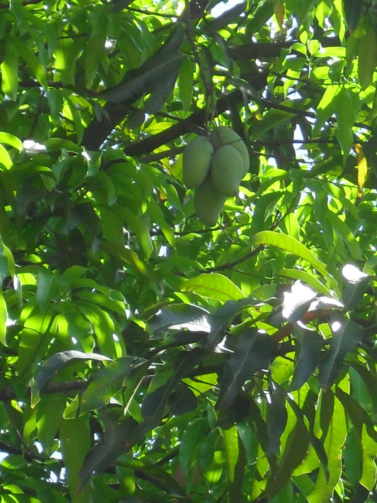 hazelarles! May 17, 2010 ( ripe apple mango vs unripe mango )