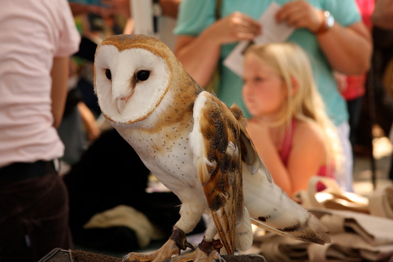 Hosting the Ojai Valley Lavender Festival 6/26/10, owl and girl