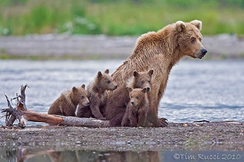 Photography by Tim Rucci: Grizzly Sow with Cubs