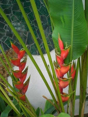 Parque Teque Teque: Las flores del parque