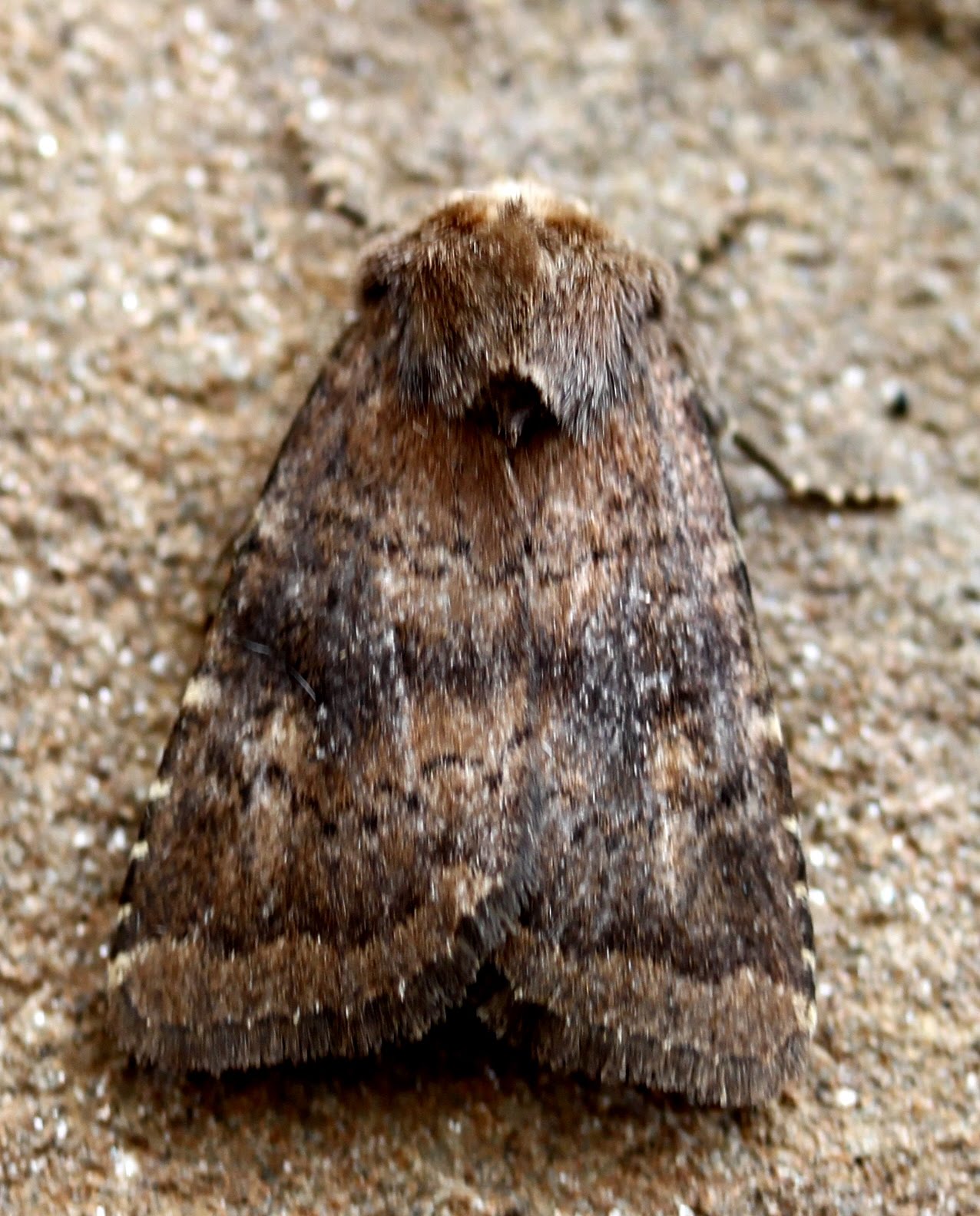 Moths: 2010-05-30