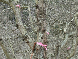 Pink Ribbons Tree Inside WNC Vegetable and Small Fruits News: Pruning Trees at the Biltmore Estate