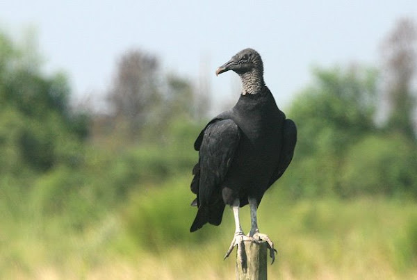 Le groupe des condors et des vautours du nouveau monde