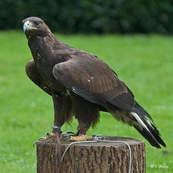 Le groupe des aigles