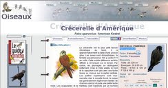 http://www.oiseaux.net/oiseaux/crécerelle.d.amérique.html