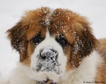 St. Bernard Pup in Snow
