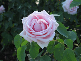 Spain Rose Garden