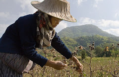 Picking organic cotton in Baan Kokkabok, Loei Province, Thailand