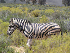 Safari in South Africa