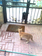 Burası KEDİ bahçesi