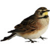 songbirds singing