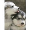 THE ANIMAL RESCUE SITE ................ Hugs & kisses for helping my friends