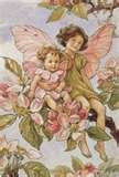 apple blossom<br>baby cherry blossom