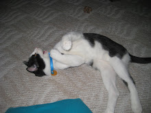 Darcy