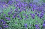 Lavender fields of Norfolk