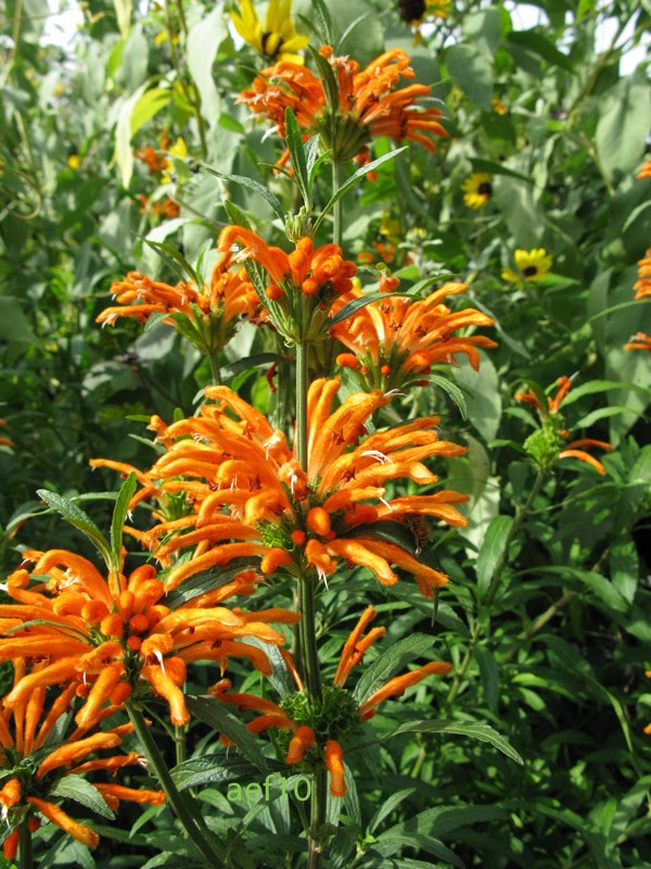 Leonotis, got it to go with the purple grass. | Dream garden, Vegetable ...