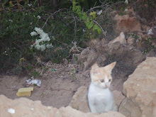 post cards from egypt