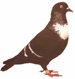 [Columba_livia.jpg]