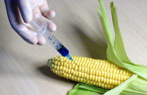 [milho_transgenico.jpg]