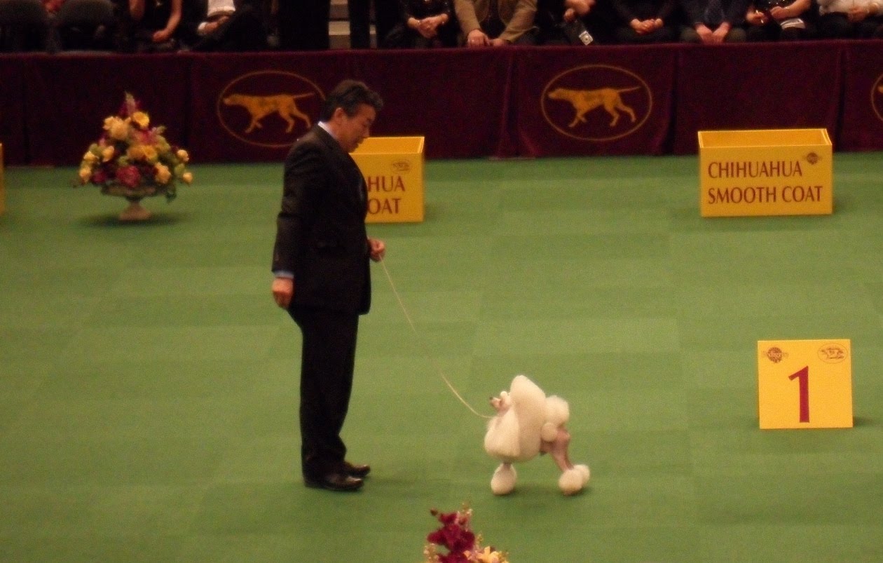 [walker-toy-poodle-westminster-dog-show-ny-2010.JPG]