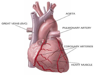 Gambar Jantung Manusia high size  Contoh Artikel makalah 