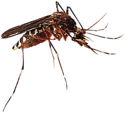 gambar nyamuk malaria