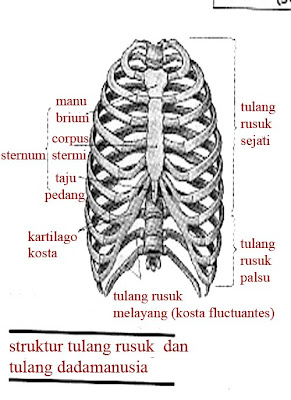  Gambar  rangka tulang  belakang  tubuh manusia Misterlifes 