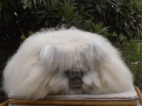 Achra Rabbit Strange and Bizarre Creatures