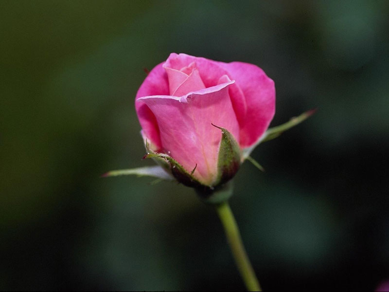 [ROSE11.JPG]
