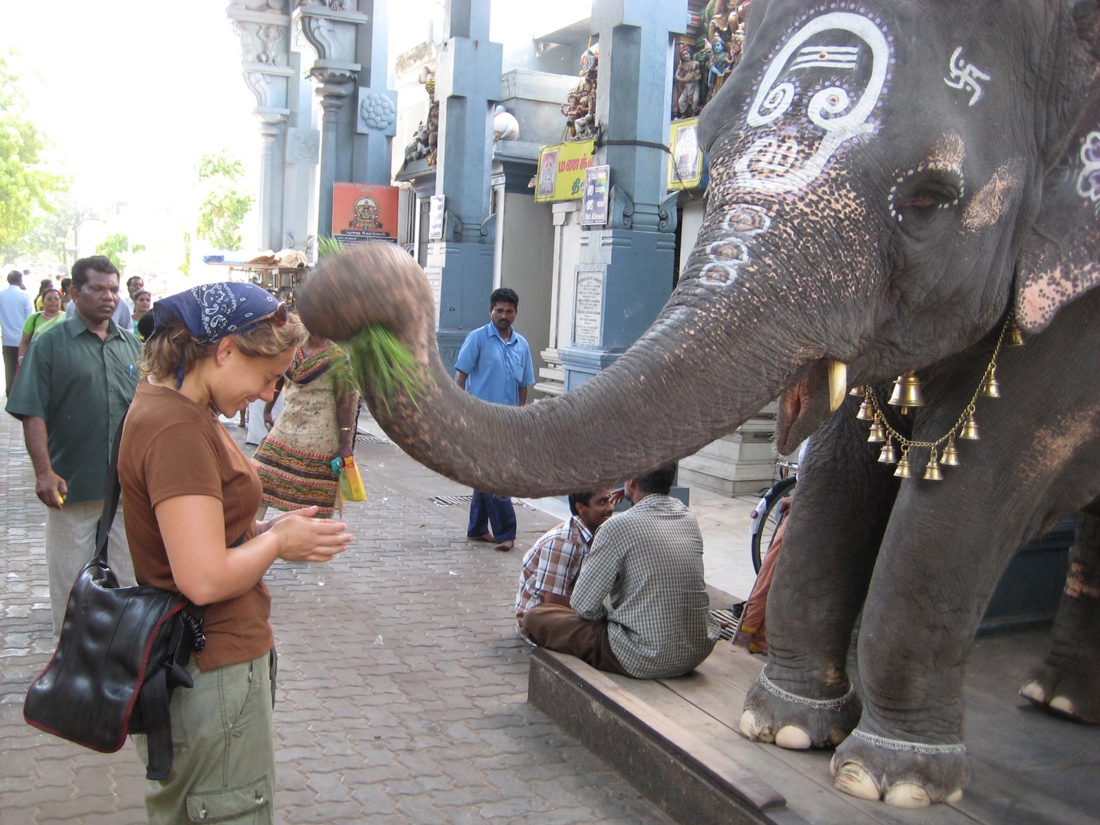 Travel Pondicherry Pondicherry pet Elephant