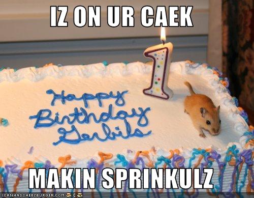 funny-pictures-gerbil-makes-sprinkles-for-your-birthday-cake.jpg