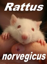 Comunidade no Orkut Rattus rattus/Rattus norvegicus