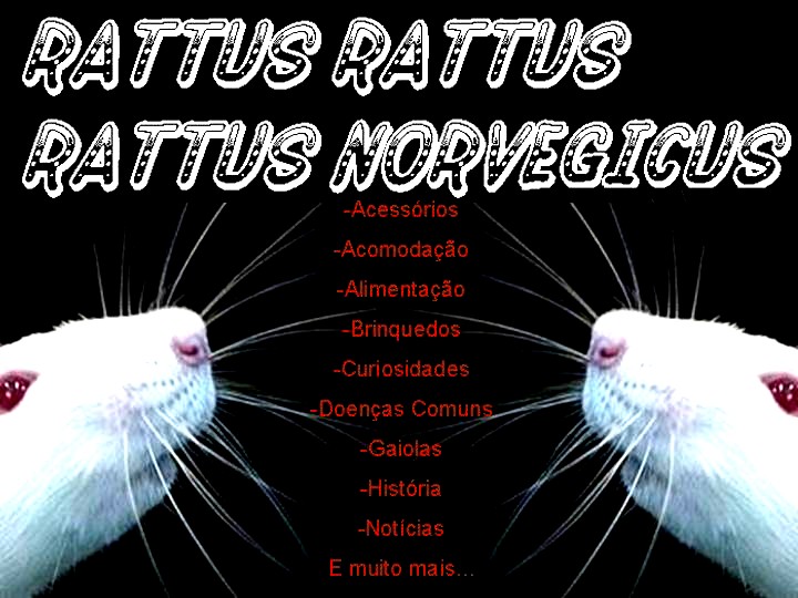 Rattus rattus - Rattus norvegicus