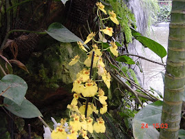 Yellow Orchids