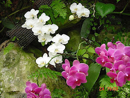 More Orchids