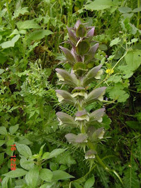 Syrian Thistle