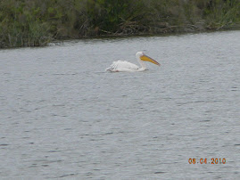 Resident Pelican