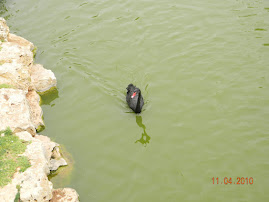 Black Swan