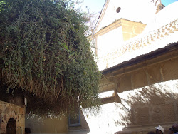 "Moses Evergreen Bush" in St Catherine Monastry.(Tuesday 28-10-2008)