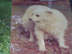 Blondie(1976 to 1984) my first pet dog