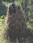 Massive "Ant-hill" on inherited ruins of Ancestral home in Barkur village.