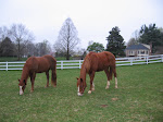 Horse Placement Program, below picture of Cody and new friend Peppy