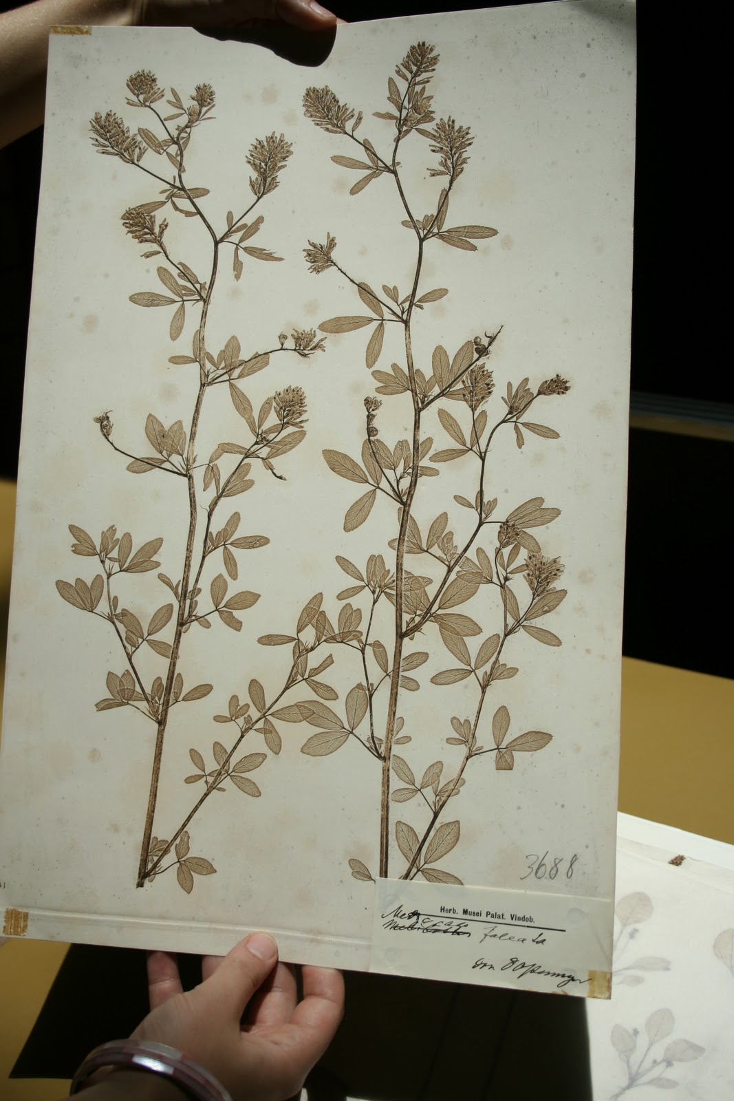 Botanical Artists Association of Southern Africa 2010