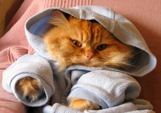 Cool Animals Pictures: Cute Kittens In Hoodies