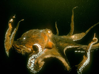 pacific octopus