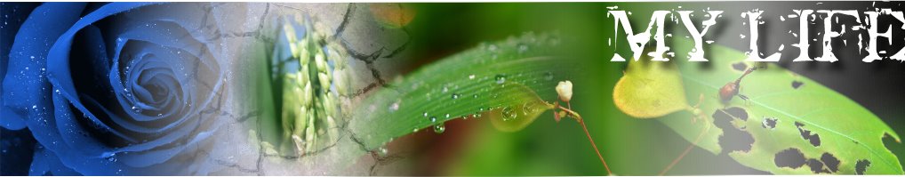 MY LIFE