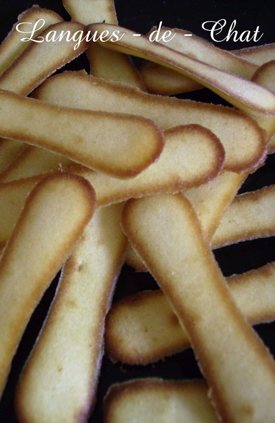 [Langues-+de-+Chat_001.JPG]