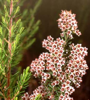 [ericaarborea.jpg]