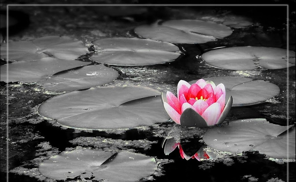 Cattedratossica NAM MYO RENGE KYO jpg (1024x630)