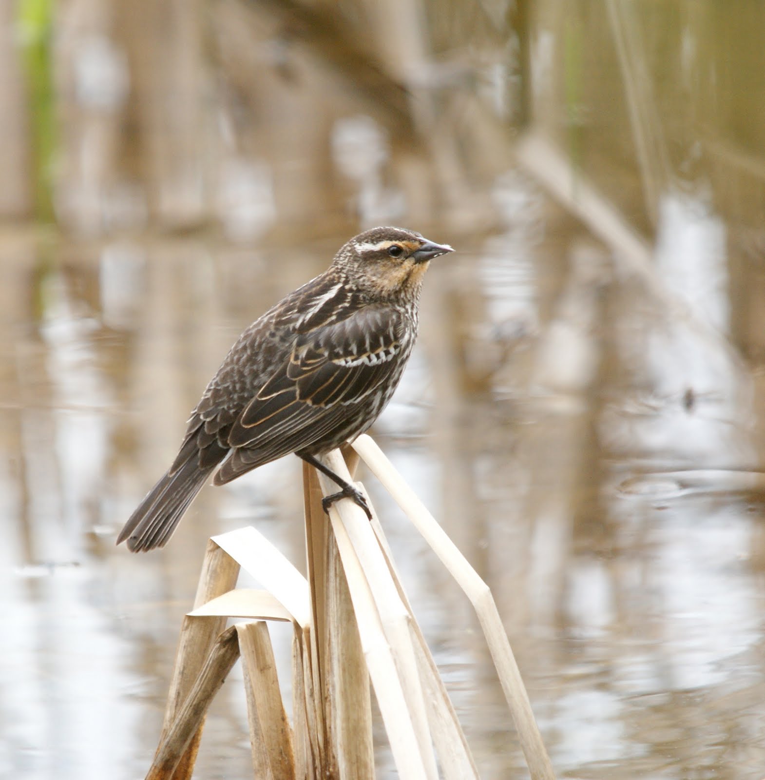 Nature Works Photography Tiny Marsh birds,May,7/10